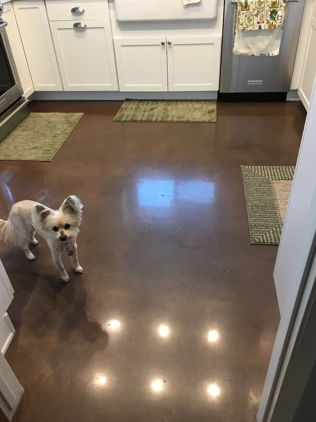 Small dog standing on a glossy brown polished concrete kitchen floor